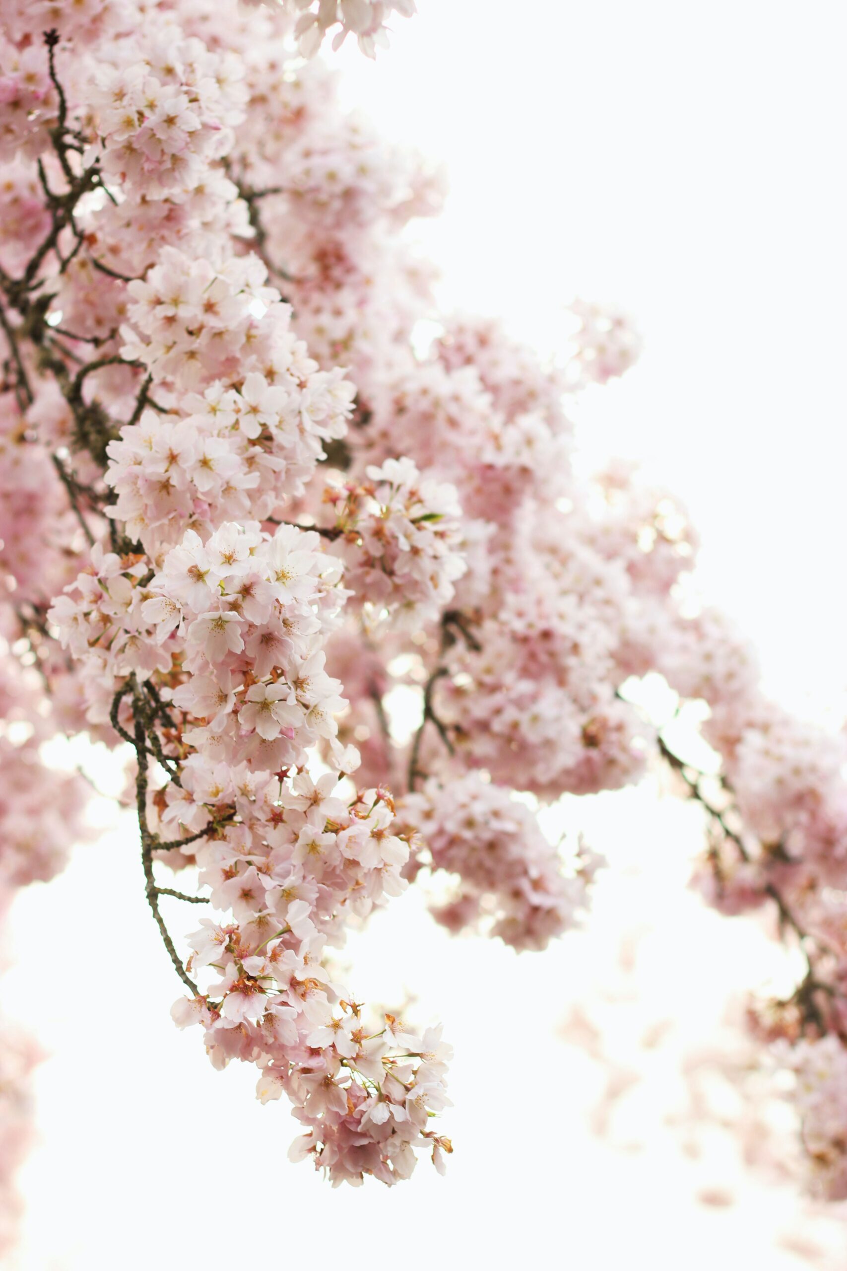 Pink blossom tree