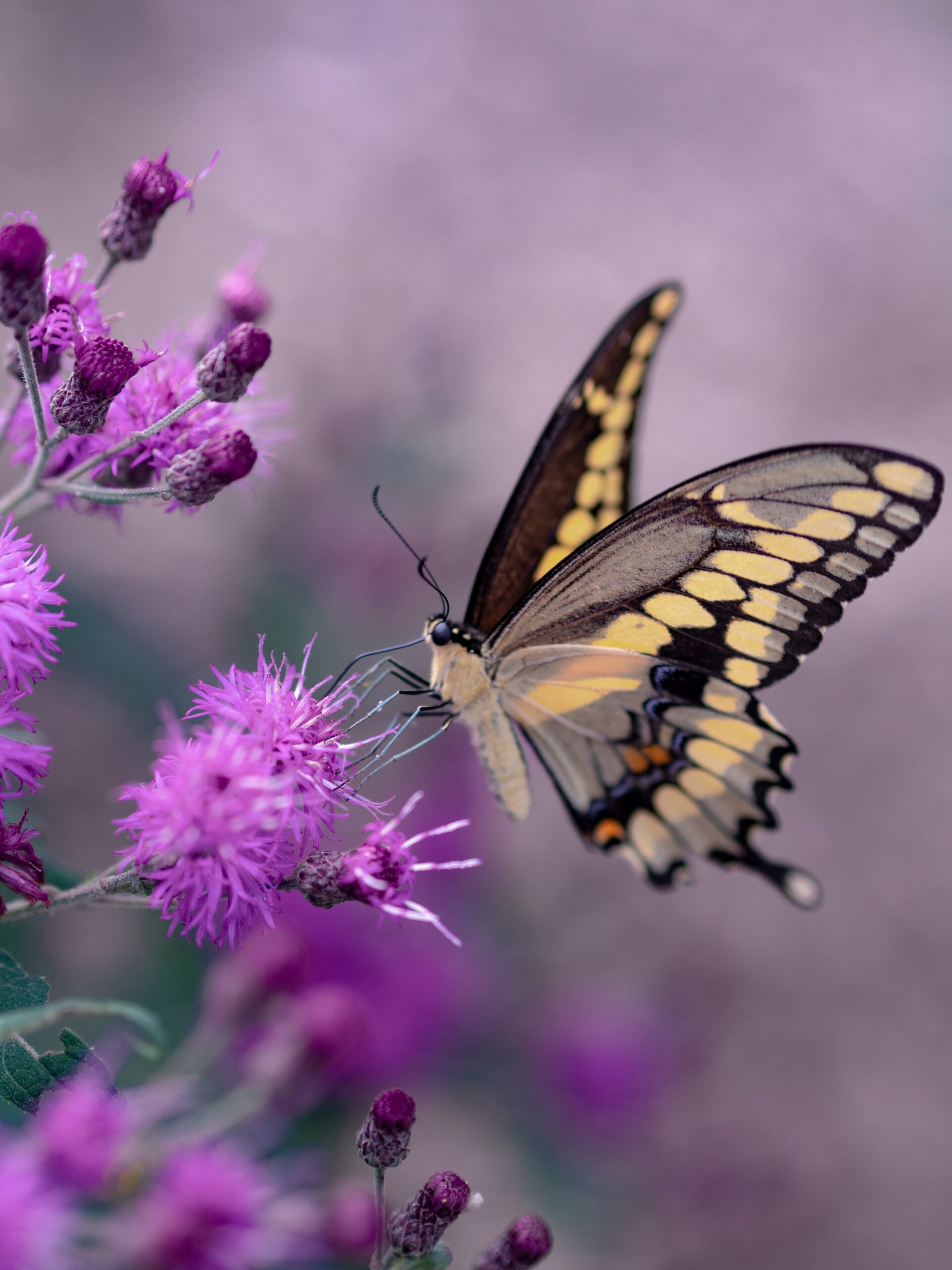 The Butterfly Effect – How One New Habit Can Lead to Big Changes